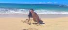 Get a (f)riend who can take slutty pics of you at the beach