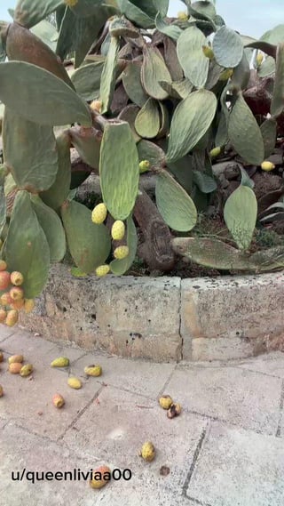 I love this fruit!